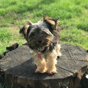 Meet your Posher, Carmen